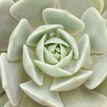 Load image into Gallery viewer, Echeveria - Assorted
