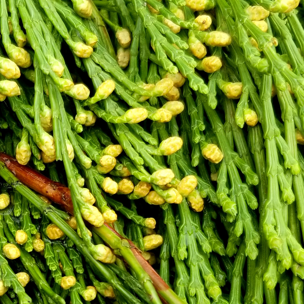 Greens - Incense Cedar Bough