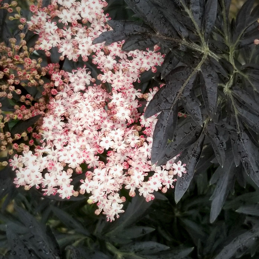 Sambucus nigra - Black Lace® Elderberry