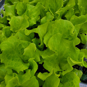 Lettuce - Leaf - Simpson Black Seeded