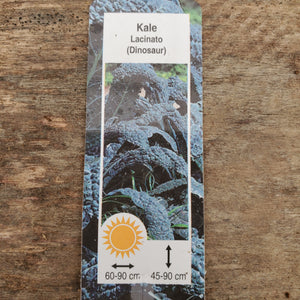 Kale - Lacinato 'Toscano'
