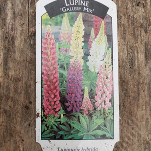 Lupinus - Lupine, Gallery Series