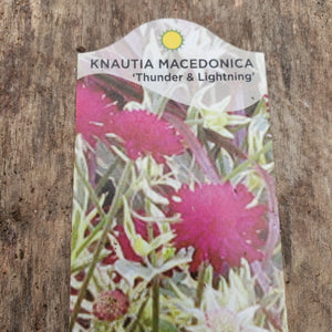 Knautia macedonica ' Thunder & Lightning' - Thunder & Lightning Knautia