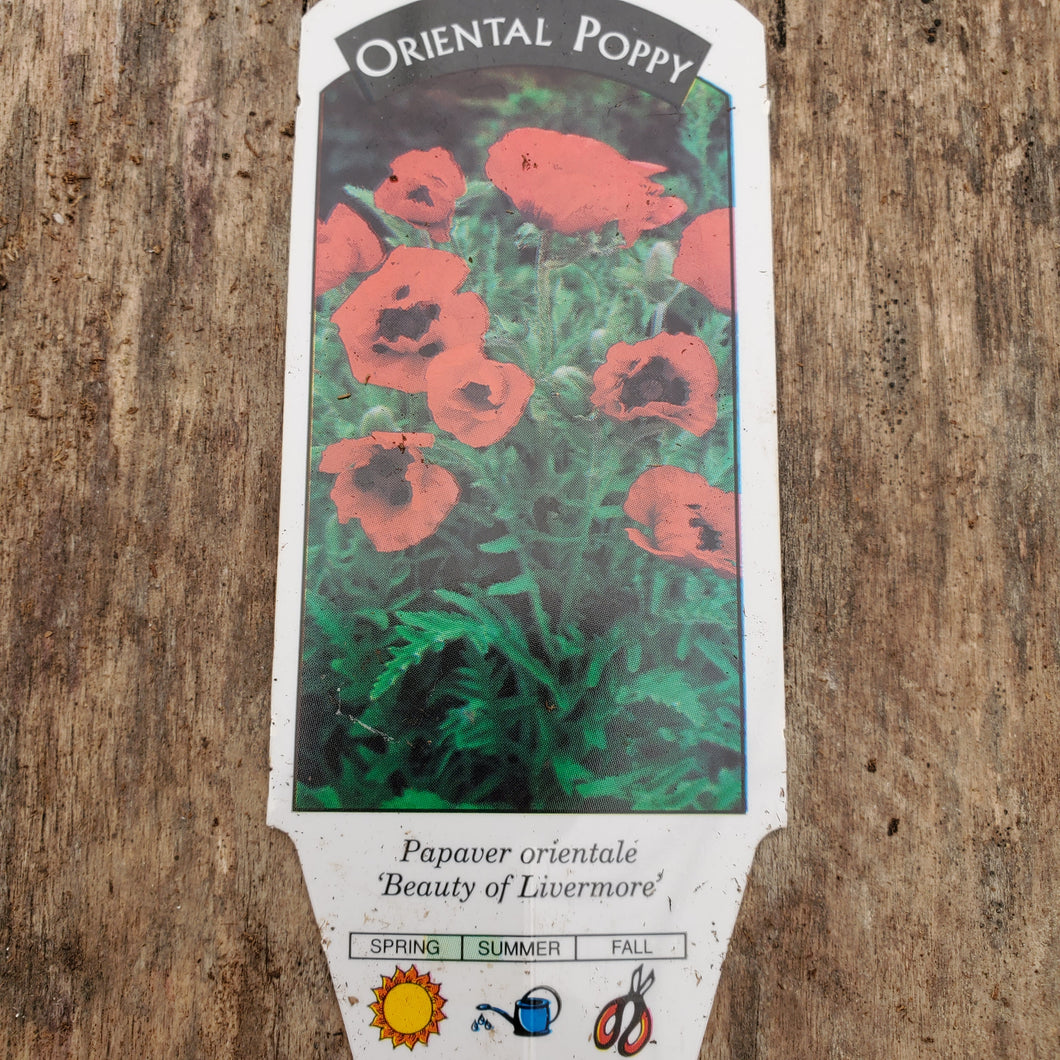 Papaver orientalis 'Beauty of Livermore' - Beauty of Livermore Oriental Poppy