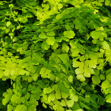 Load image into Gallery viewer, Fern - Assorted

