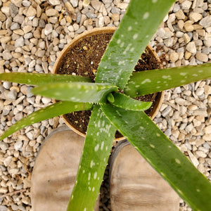 Aloe - Medicine Plant