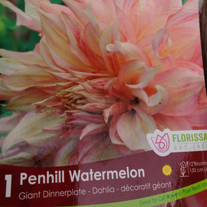 Dahlia - Dinnerplate - Penhill Watermelon