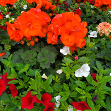 Load image into Gallery viewer, Classic Geranium Mix Hanging Basket Collection
