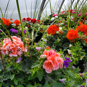 Classic Geranium Mix Planter + Window Box Collection