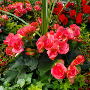 Rieger Begonia Mix Planter + Window Box Collection