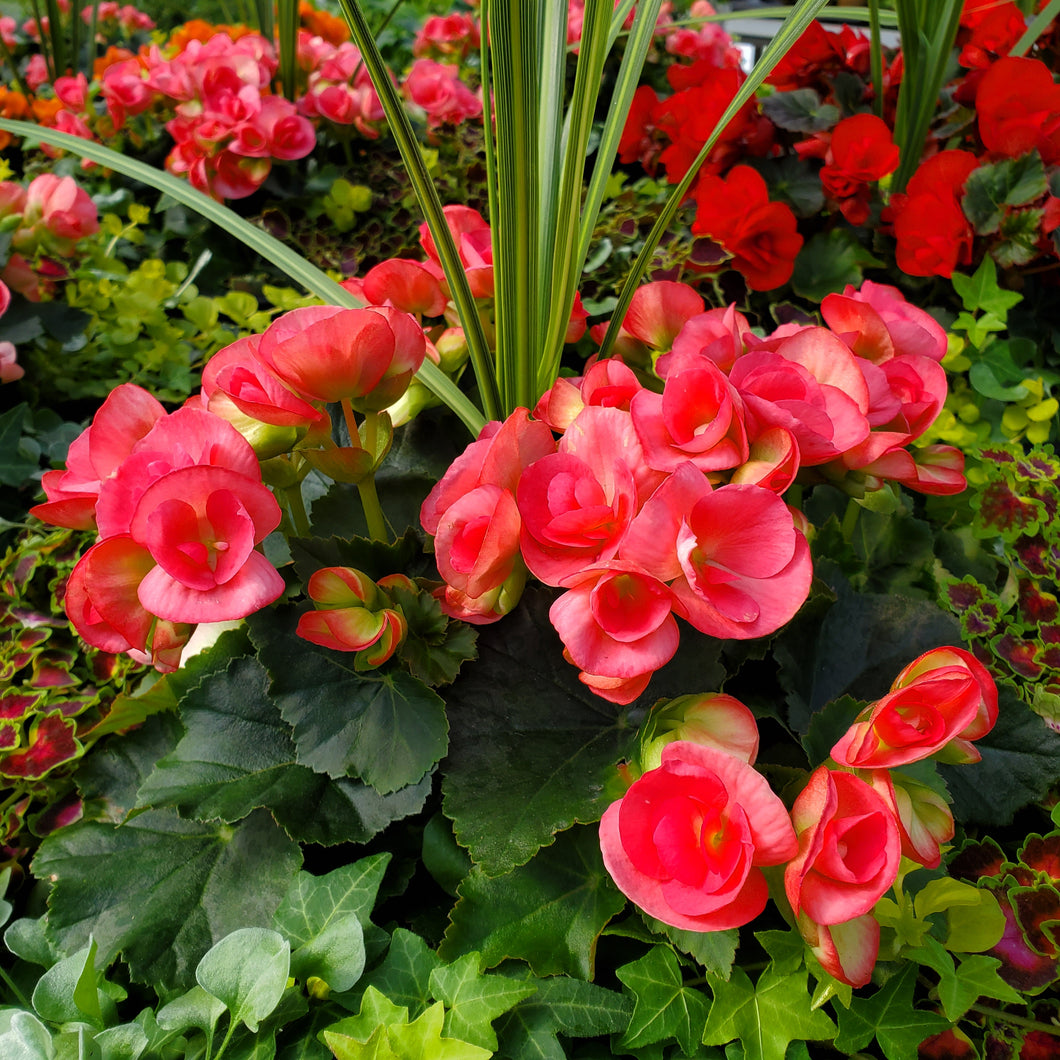 Rieger Begonia Mix Hanging Basket Collection