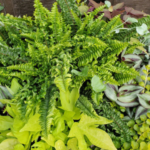 Fern + Foliage Mix Hanging Basket Collection