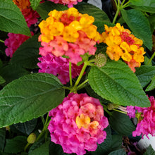 Load image into Gallery viewer, Lantana, Lucky
