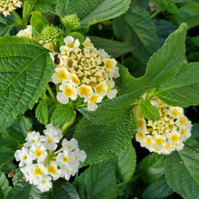 Load image into Gallery viewer, Lantana, Lucky
