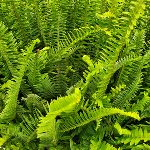 Fern - Kimberly Queen