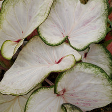 Load image into Gallery viewer, Caladium - Fancy &amp; Strap Leaf
