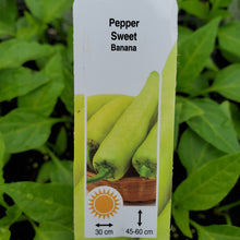 Load image into Gallery viewer, Pepper, Sweet - Sweet Banana

