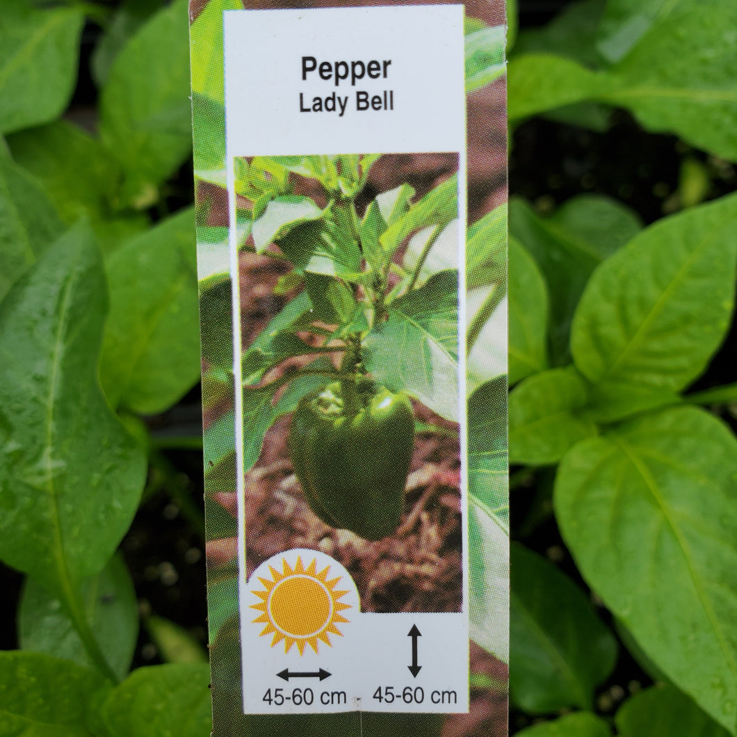 Pepper, Sweet - Lady Bell