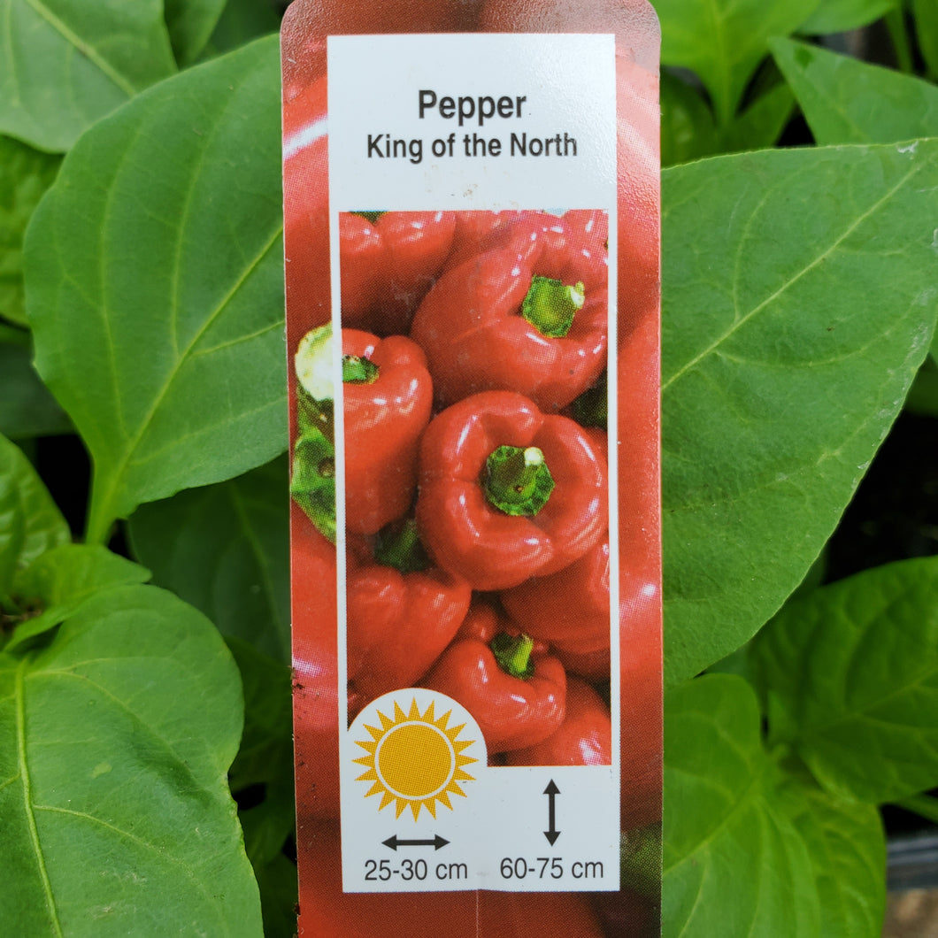Pepper, Sweet - King of the North
