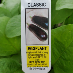 Eggplant - Classic