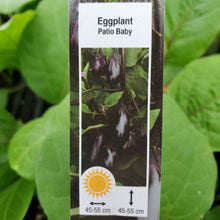 Load image into Gallery viewer, Eggplant - Patio Baby
