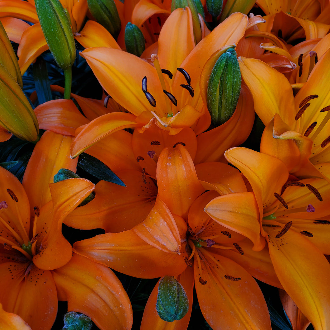 Lilium 'Tiny Invader' - Dwarf Asiactic Lily