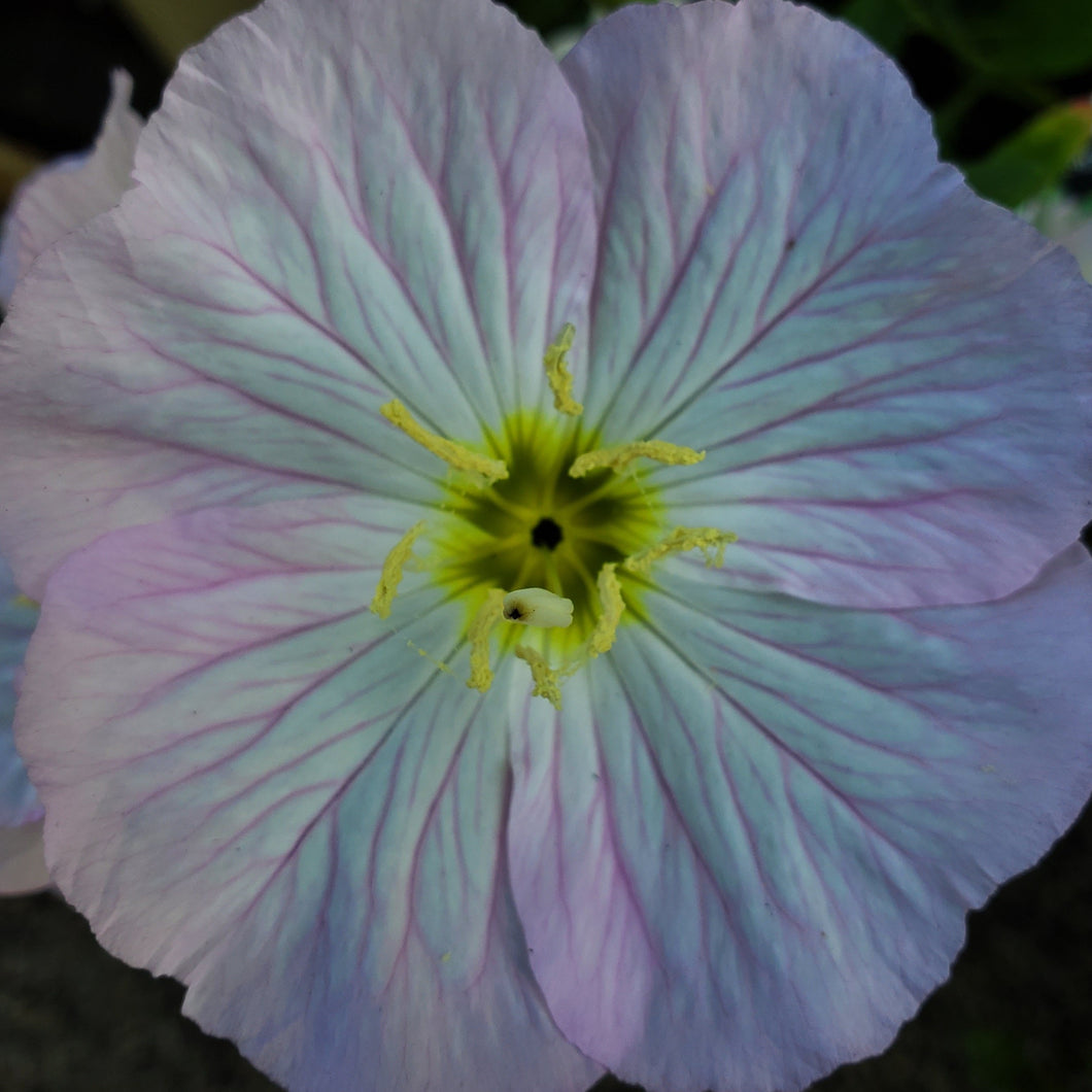 Oenothera speciosa 'Siskiyou' - Siskiyou Evening Primrose