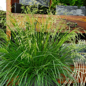 Deschampsia cespitosa 'Goldtau' - Gold Dew Tufted Hair Grass