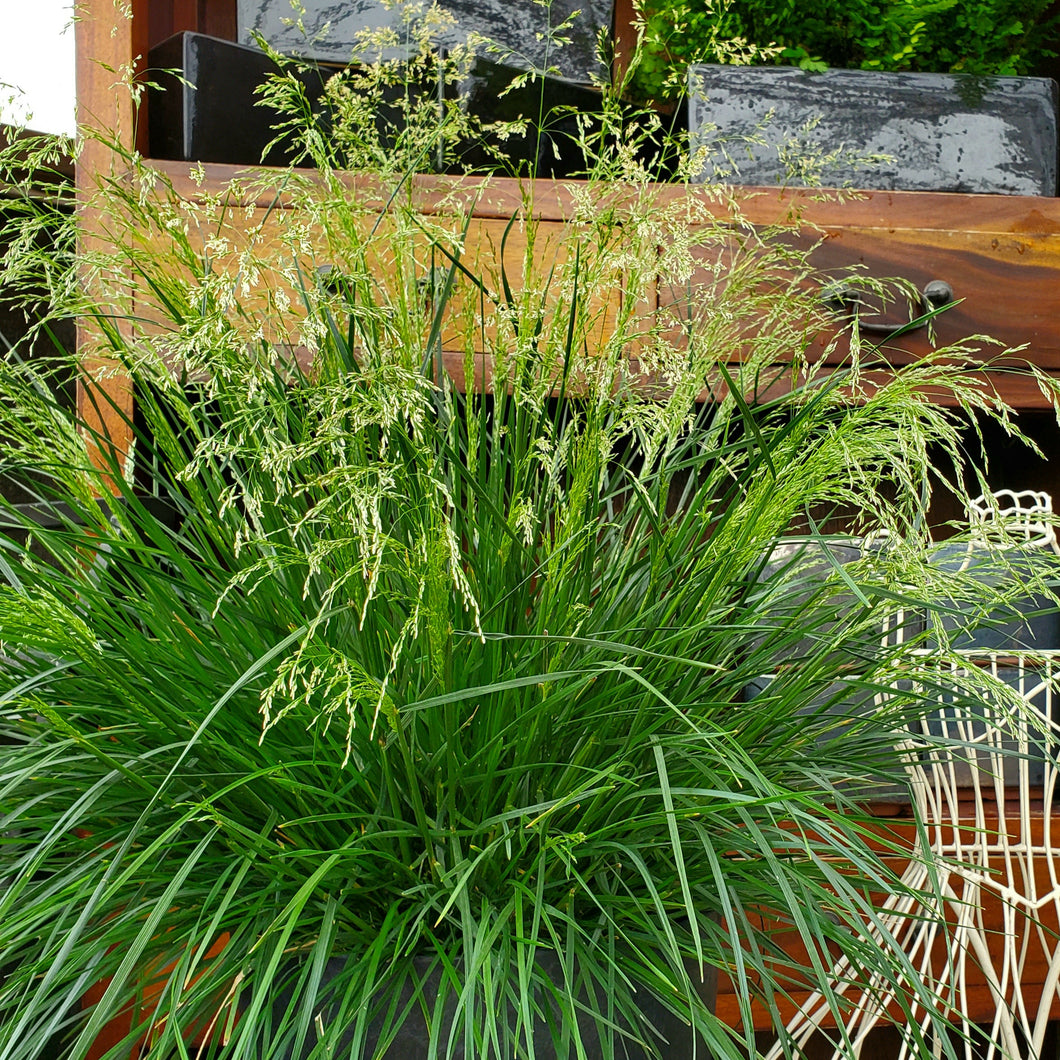 Deschampsia cespitosa 'Goldtau' - Gold Dew Tufted Hair Grass