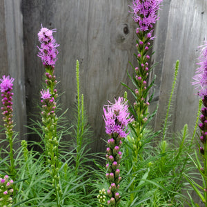 Liatris 'Kobold' - Kobold Blazing Star