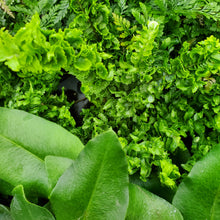 Load image into Gallery viewer, Fern - Assorted
