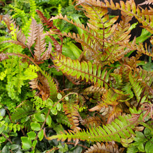 Load image into Gallery viewer, Fern - Assorted

