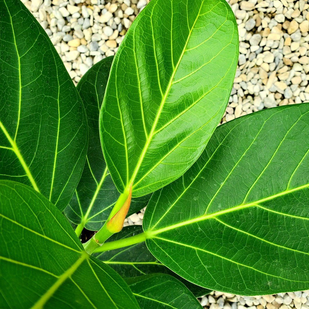 Ficus benghalensis 'Audrey' - Audrey Banyan Fig