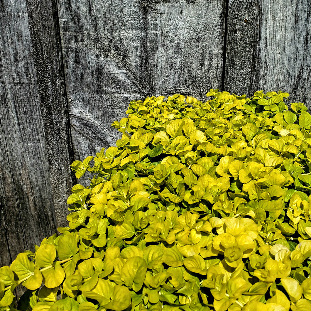 Lysimachia nummularia ‘Aurea’ - Golden Creeping Jenny