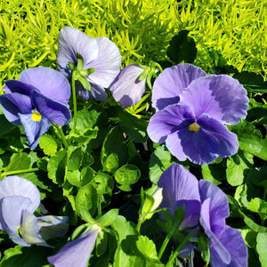 Fall Pansy + Viola