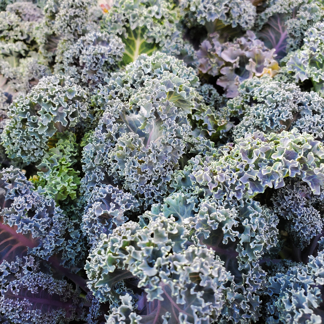 Ornamental Kale & Cabbage
