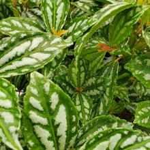Load image into Gallery viewer, Pilea
