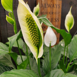 Spathiphyllum, Peace Lily