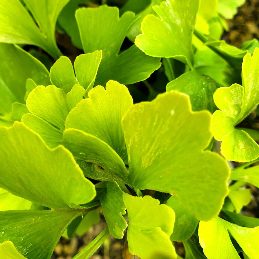 Ginkgo biloba 'Mariken' - Mariken Dwarf Ginkgo
