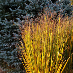 Panicum virgatum 'Northwind' - Northwind Switch Grass