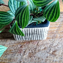 Load image into Gallery viewer, Checkered Square Pot
