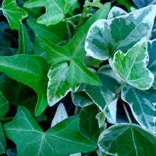 Load image into Gallery viewer, Hedera spp. - Ivy
