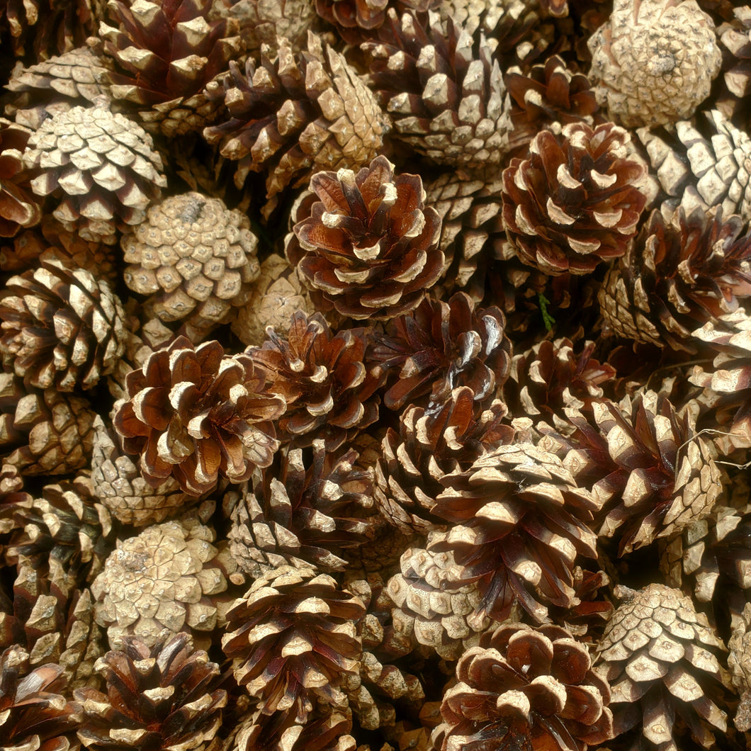 Pinecones, Mini - Lodgepole