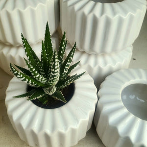 Miko Pot Cover + Vase
