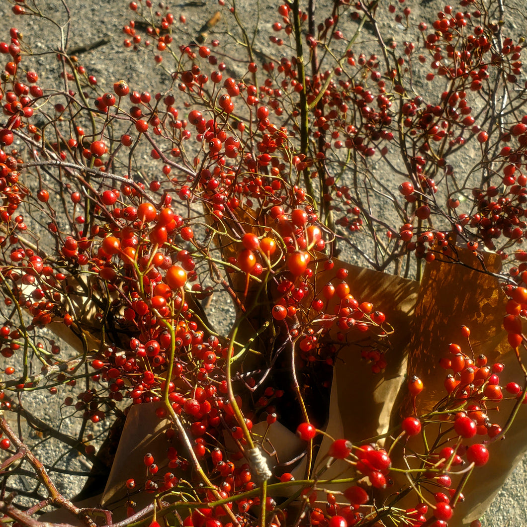 Branches - Rose Hips