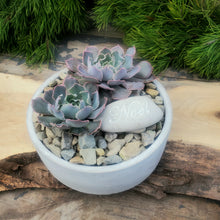 Load image into Gallery viewer, Abby Cement Pot Cover Collection
