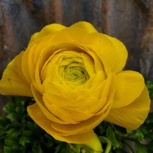 Ranunculus, Magic