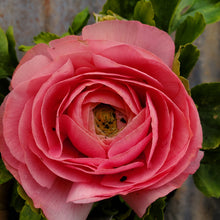 Load image into Gallery viewer, Ranunculus, Magic

