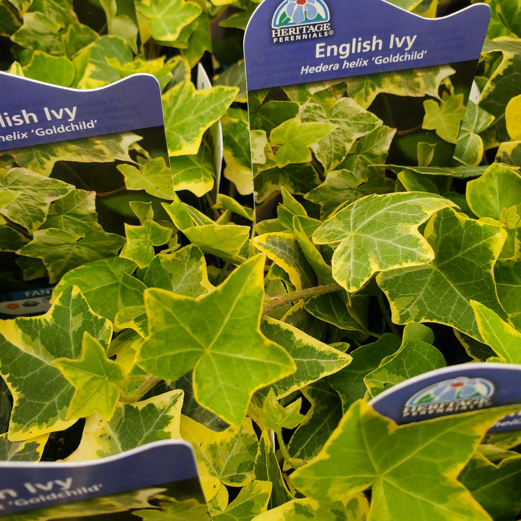 Hedera helix ‘Goldchild’ - Goldchild English Ivy