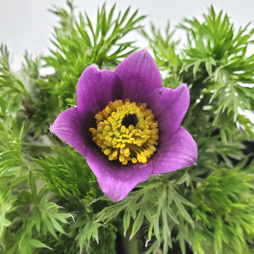 Pulsatilla vulgaris 'Violet-Bells' - Violet-Bells Pasque Flower